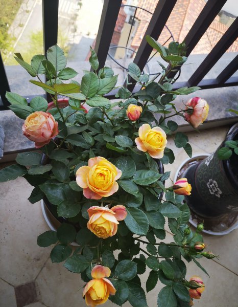 浪漫宝贝月季的优缺点