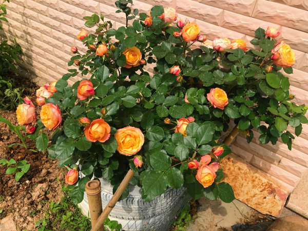 浪漫宝贝月季的优缺点