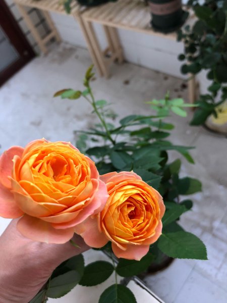 浪漫宝贝月季的优缺点