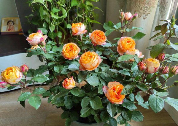 浪漫宝贝月季的优缺点