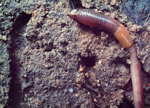 蚯蚓泥可以做花土吗