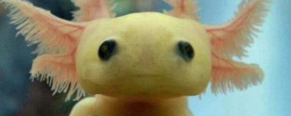 六角龙鱼死亡征兆