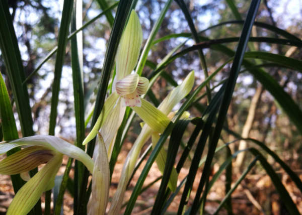 露水对植物的作用