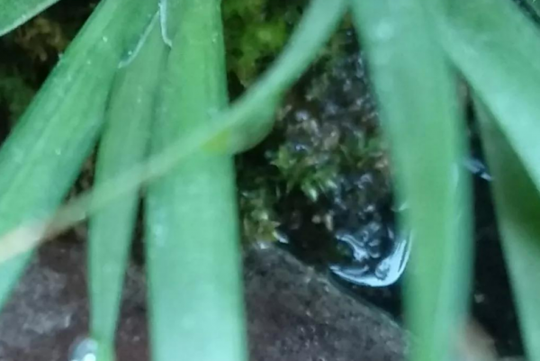 露水对植物的作用