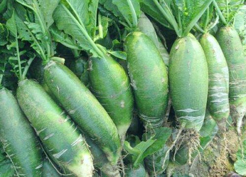 青萝卜的种植方法和时间