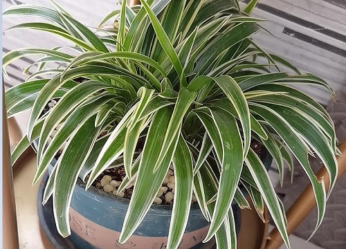 家里抽烟养什么植物好