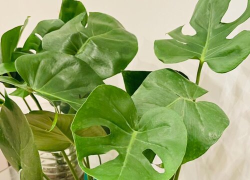 家里抽烟养什么植物好