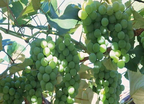 果树开花打什么农药坐果率高