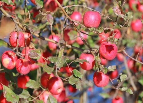 果树开花打什么农药坐果率高