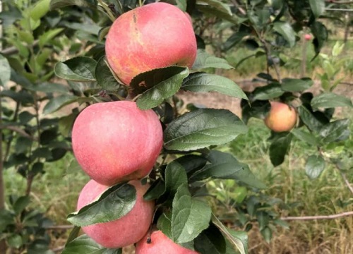 果树开花打什么农药坐果率高