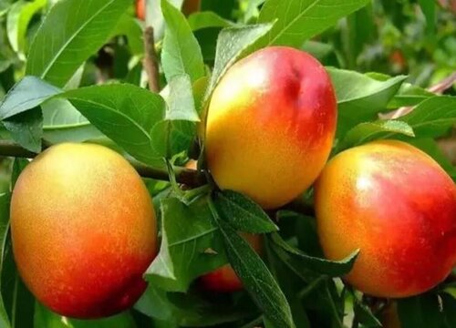 果树开花打什么农药坐果率高