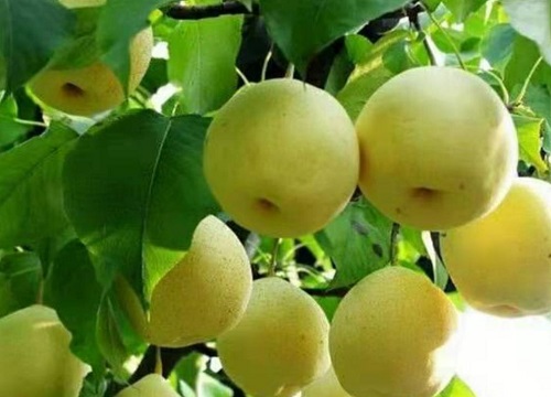 果树开花打什么农药坐果率高