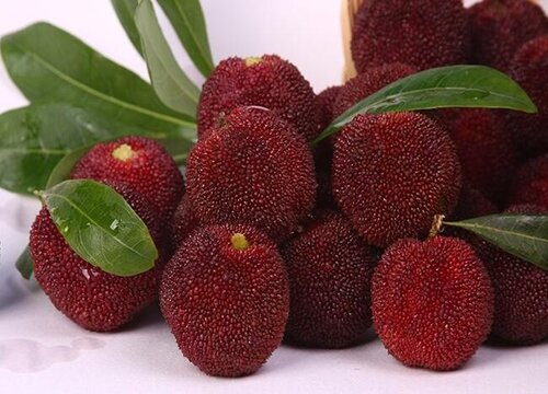 超山杨梅什么时候成熟