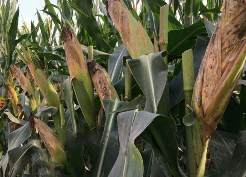 汉单135玉米种简介