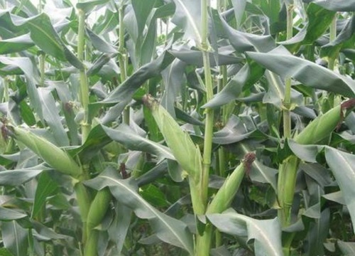 汉单135玉米种简介