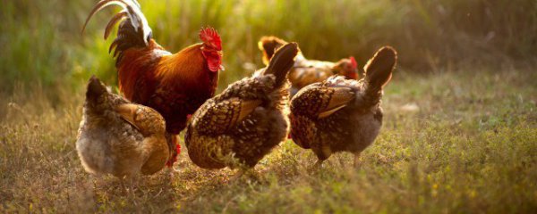 新手蛋鸡养殖注意事项