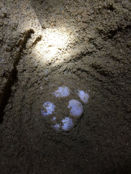 乌龟是卵生还是胎生动物