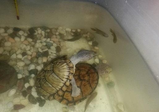 乌龟是卵生还是胎生动物