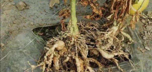 根结线虫用什么治简单彻底