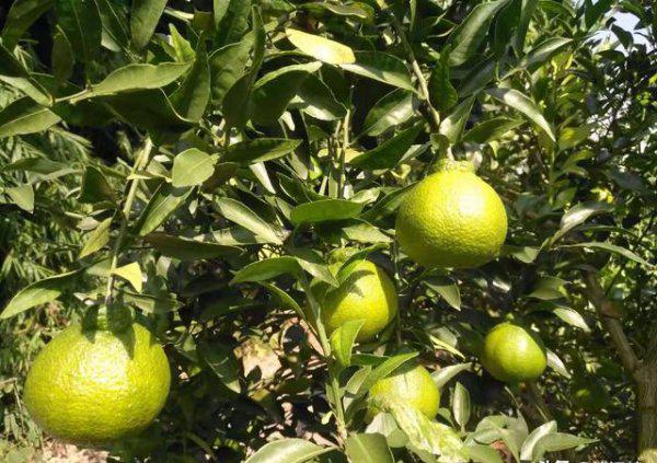 果树缺钙用什么肥料最适合