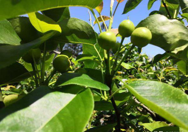 果树缺钙用什么肥料最适合