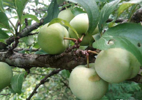 果树缺钙用什么肥料最适合