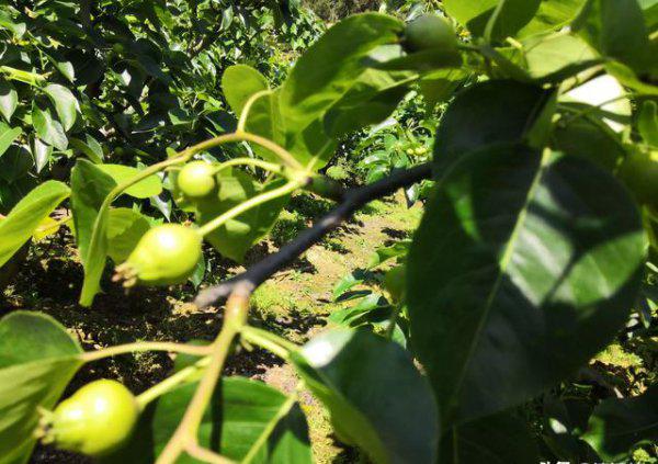 果树缺钙用什么肥料最适合