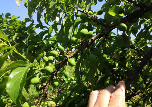 果树缺钙用什么肥料最适合