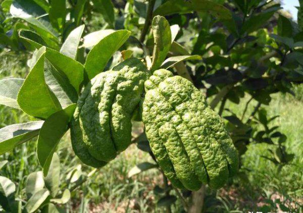 果树缺钙用什么肥料最适合