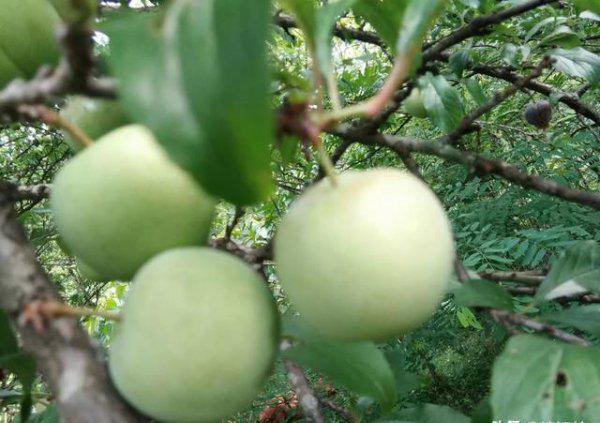 果树缺钙用什么肥料最适合