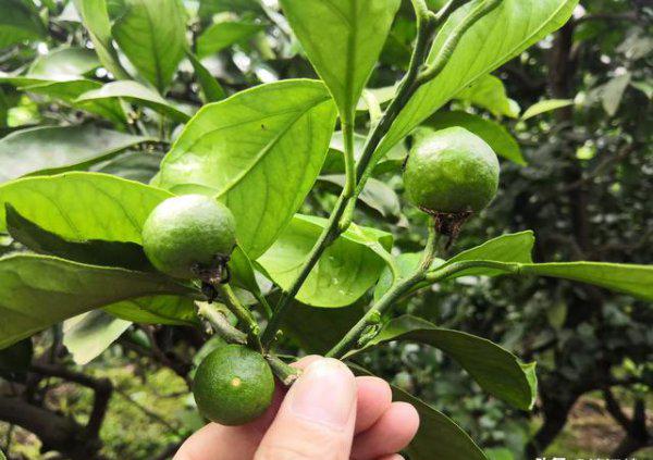 果树缺钙用什么肥料最适合