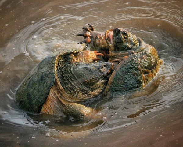 鳄龟能长多大多重