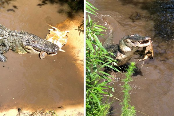 鳄龟能长多大多重