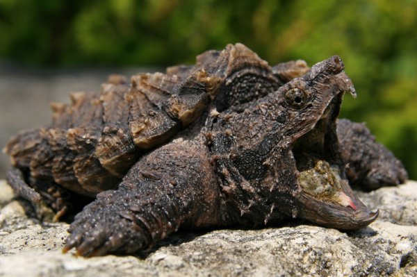 鳄龟能长多大多重