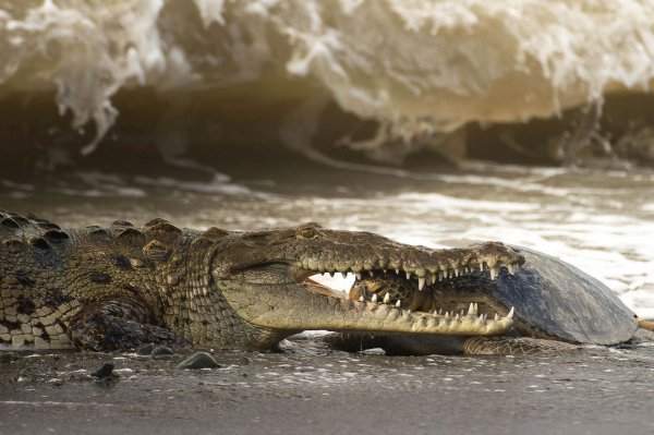 鳄龟能长多大多重