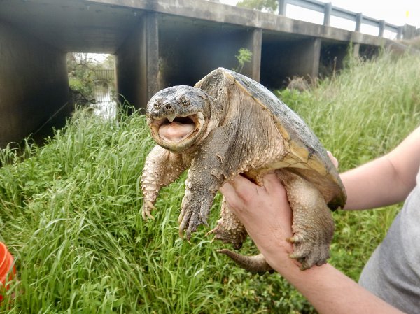 鳄龟能长多大多重