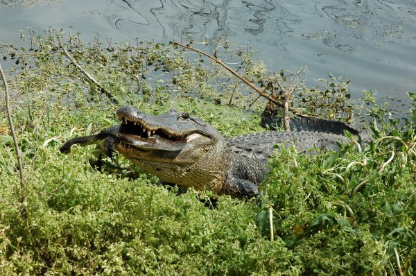 鳄龟能长多大多重