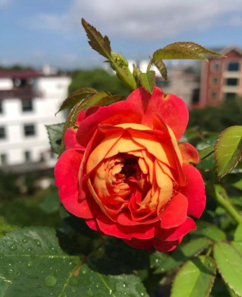 爬藤月季哪个品种最好看