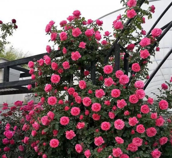 爬藤月季哪个品种最好看