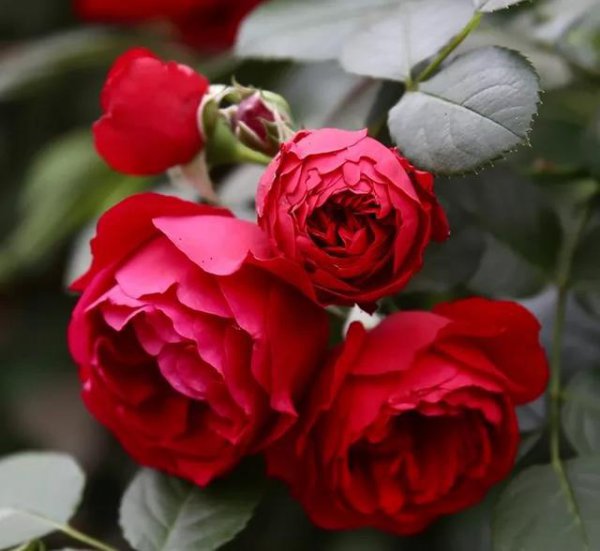 爬藤月季哪个品种最好看