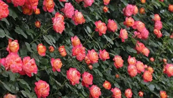 爬藤月季哪个品种最好看