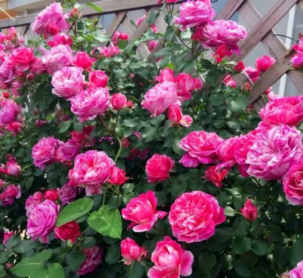 爬藤月季哪个品种最好看