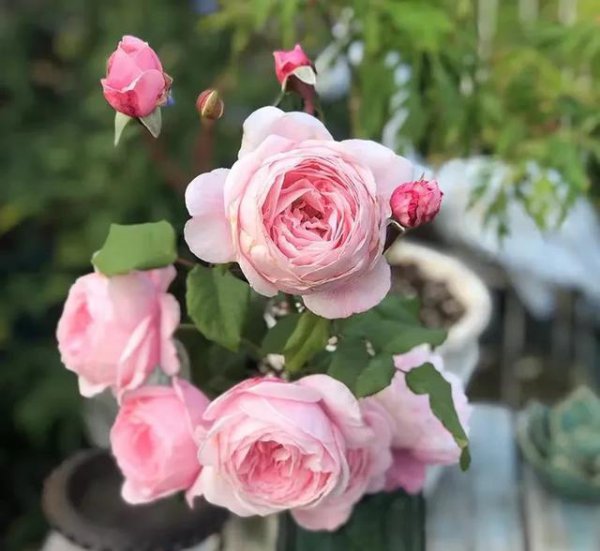 爬藤月季哪个品种最好看