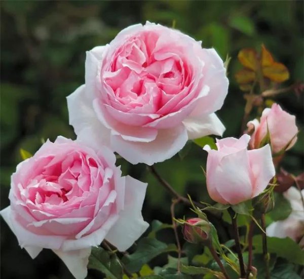 爬藤月季哪个品种最好看