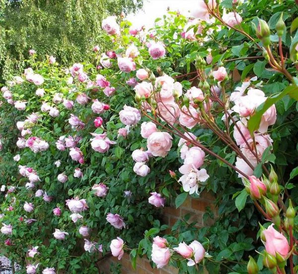 爬藤月季哪个品种最好看