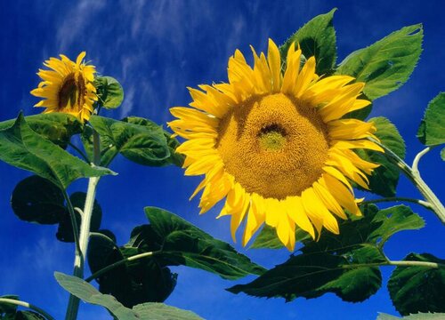 向日葵需要每天浇水吗