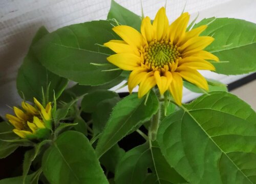 向日葵需要每天浇水吗