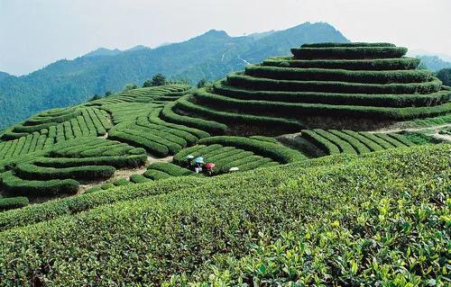 乌龙茶茶汤颜色分类描述