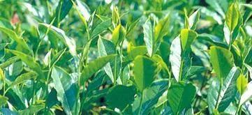 乌龙茶茶汤颜色分类描述