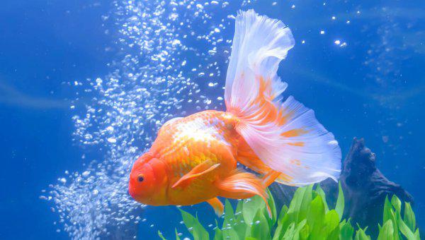 鱼缸增氧泵安装示意图